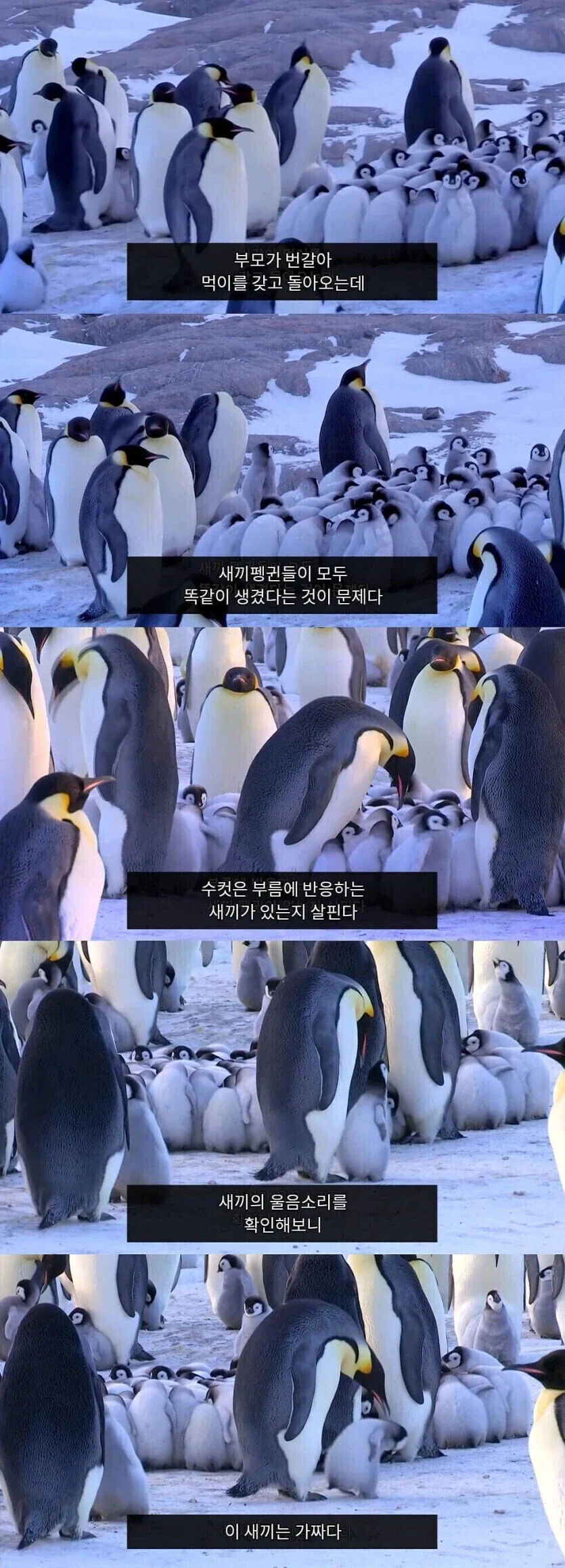 펭귄들의 자식 구별법_2.webp