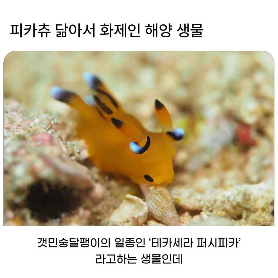 피카츄 디자인에 영감을 준 생물_1.webp