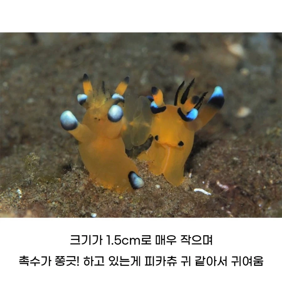 피카츄 디자인에 영감을 준 생물_2.webp