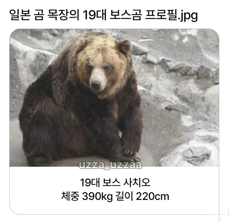 일본 곰 목장의 19대 보스곰 프로필.jpg_1.webp