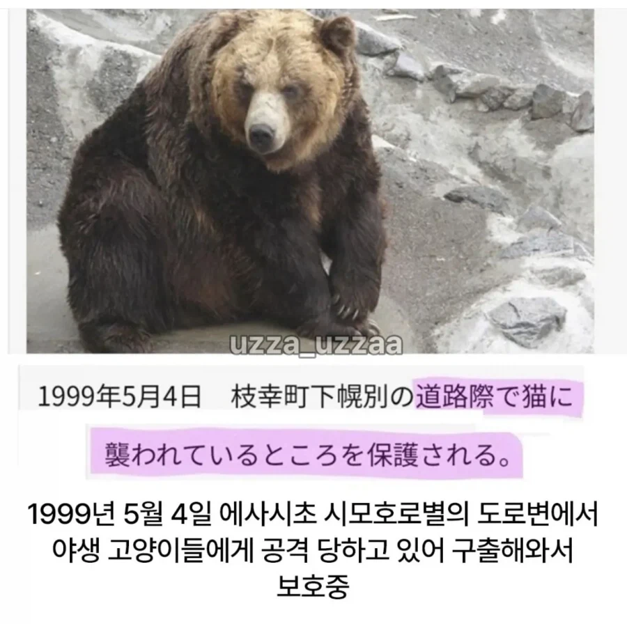 일본 곰 목장의 19대 보스곰 프로필.jpg_2.webp