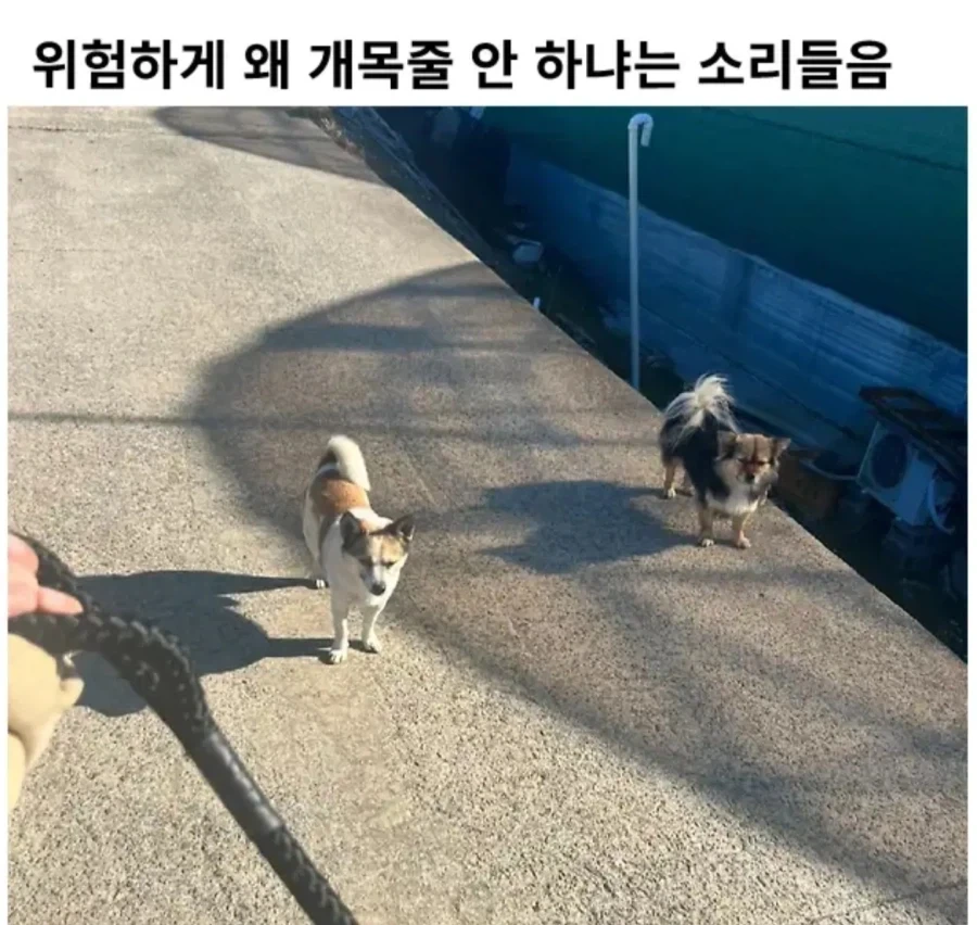 위험하게 왜 개 목줄 안하냐는 소리 들음_1.webp