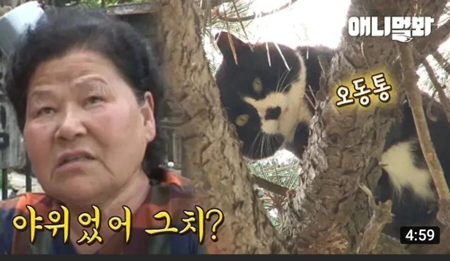 할머니한테 맡겨진 고양이의 최후_1.jpeg