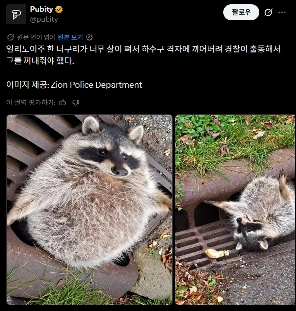 구멍에 끼여 꼼짝도 못하는 라쿤_1.webp