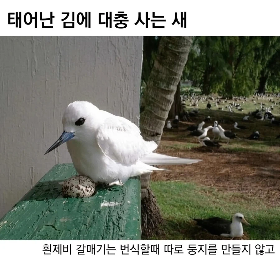 태어난 김에 대충 사는 새.jpg_1.webp