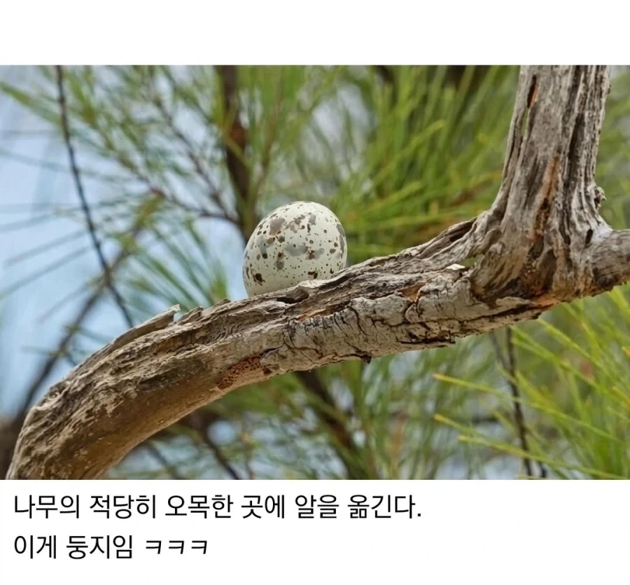 태어난 김에 대충 사는 새.jpg_2.webp