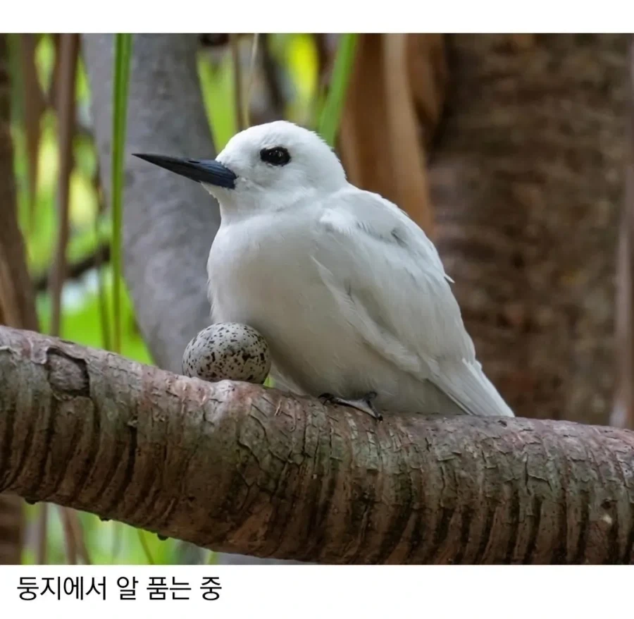 태어난 김에 대충 사는 새.jpg_3.webp
