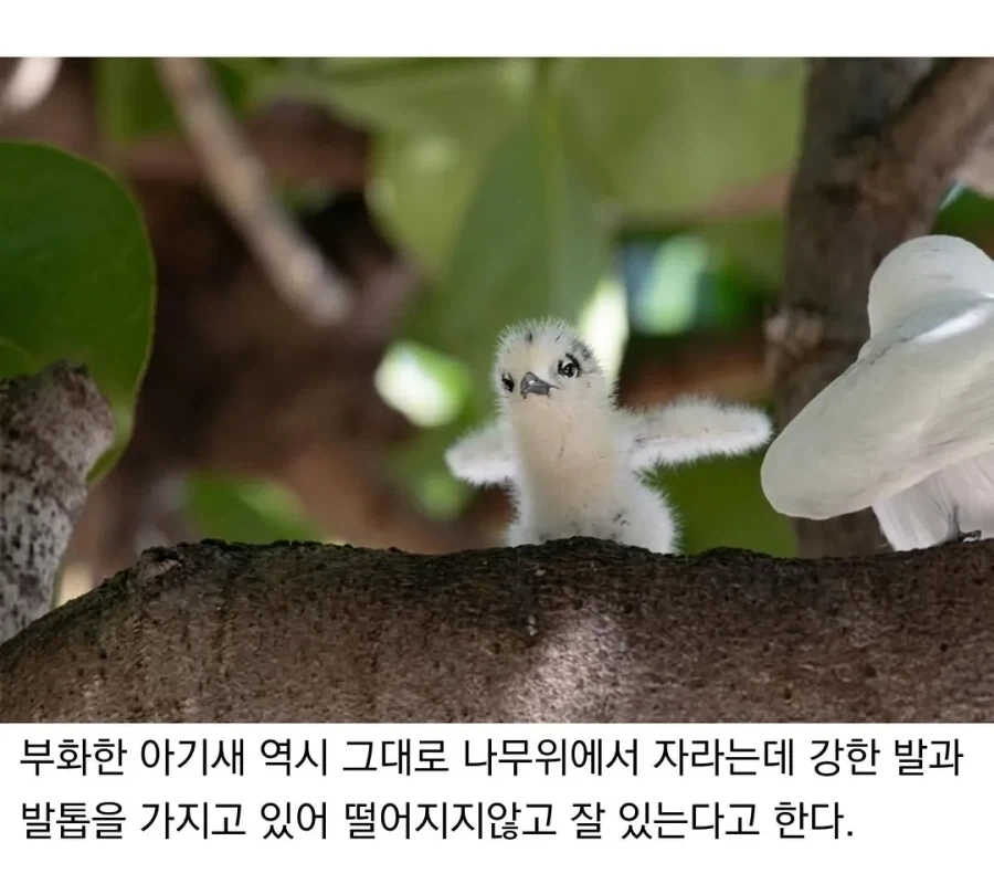 태어난 김에 대충 사는 새.jpg_4.webp