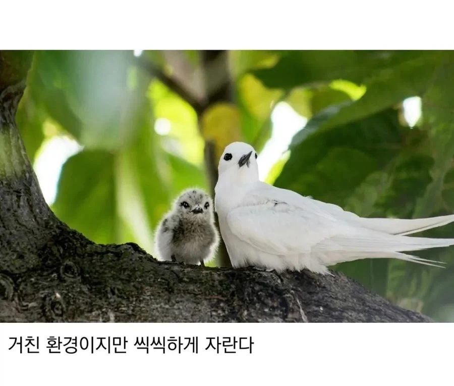 태어난 김에 대충 사는 새.jpg_5.webp
