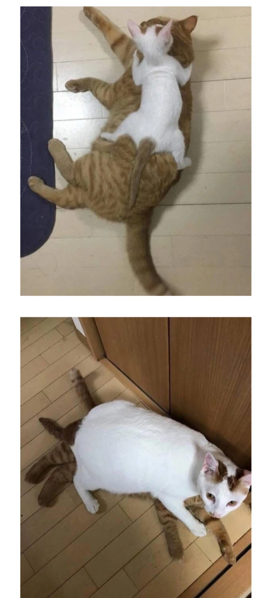 아기 고양이들… 확대전 확대후_1.webp