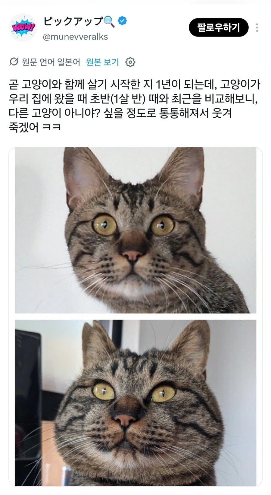 아기 고양이들… 확대전 확대후_2.webp