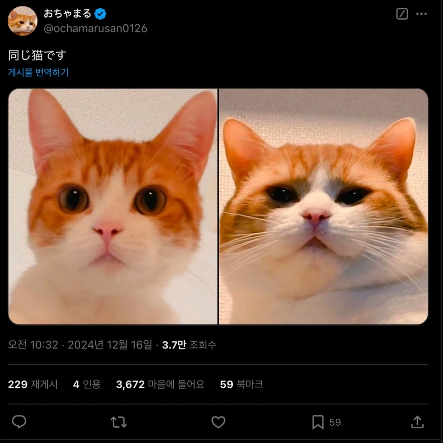 아기 고양이들… 확대전 확대후_3.webp