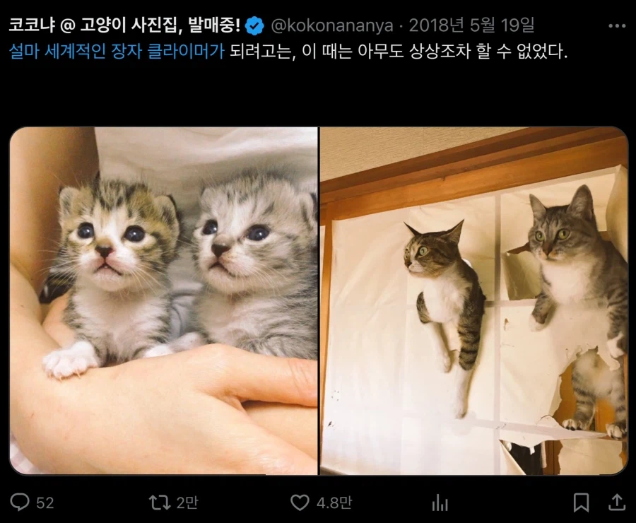 아기 고양이들… 확대전 확대후_6.webp