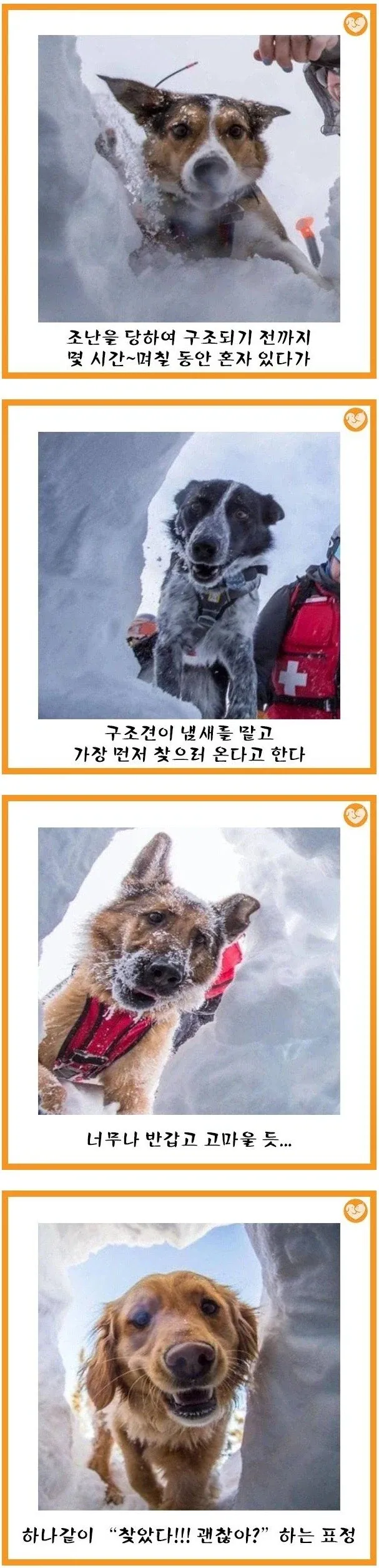 구조견 특_1.webp