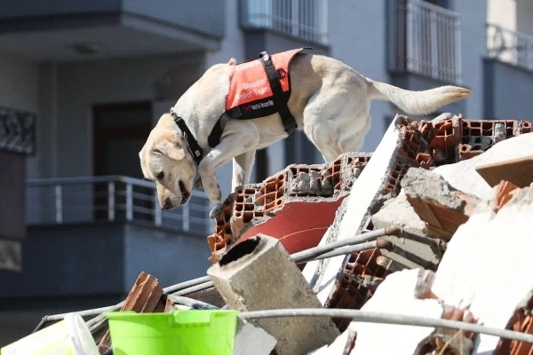 구조견 특_2.webp