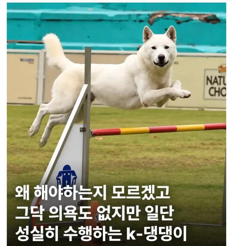 ??? : 이걸 시키는 화자의 의도를 파악하시오_1.webp