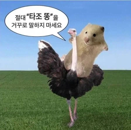 난 타조똥 뻘글에 항상 들어가봄_1.webp