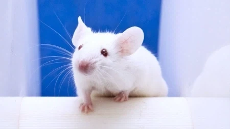 아이폰 듀오에서 힌지가 문제 일으키고 있다고?_1.webp