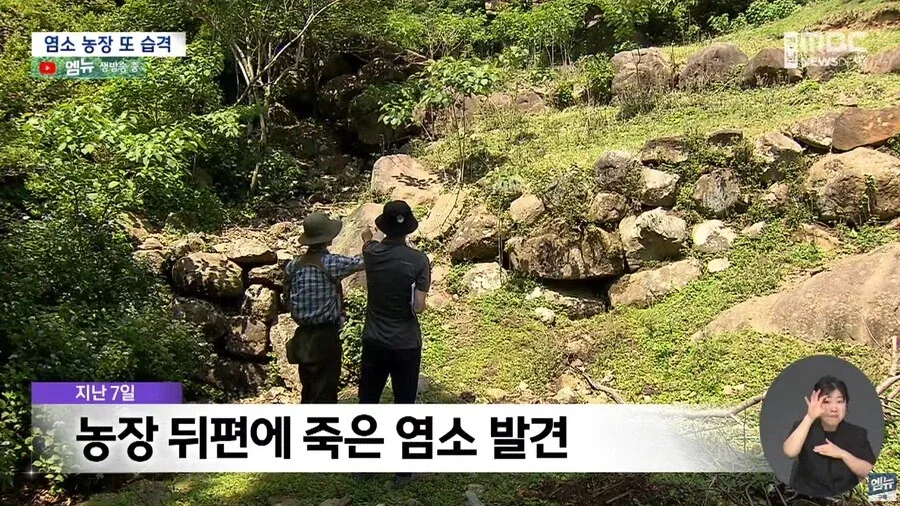 곰이 똑똑하다는걸 보여주는 국내 사건_2.webp