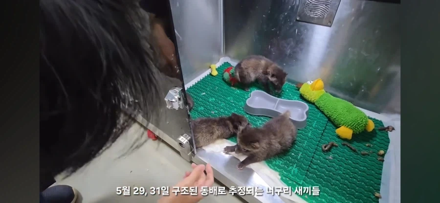 아 야생동물구조 영상보는데 존나귀엽네_1.webp