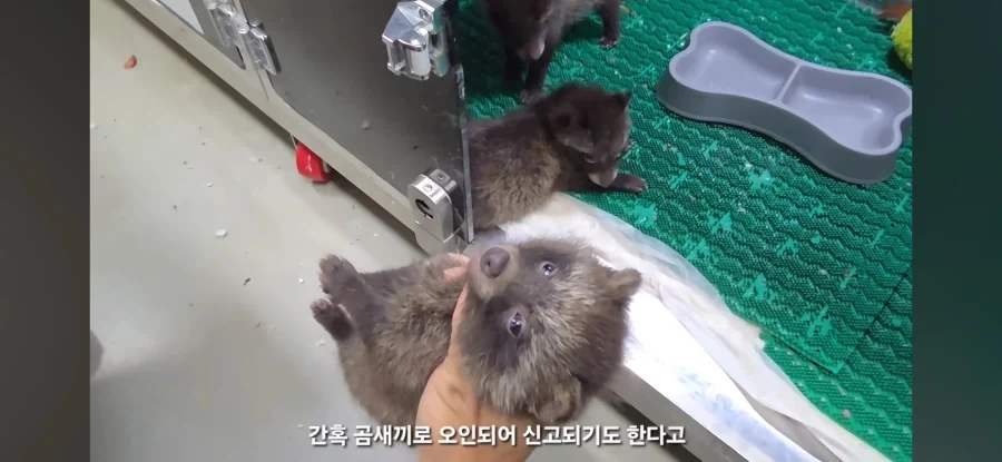 아 야생동물구조 영상보는데 존나귀엽네_2.webp