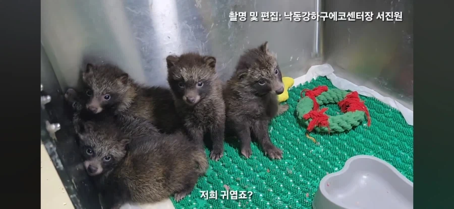 아 야생동물구조 영상보는데 존나귀엽네_3.webp