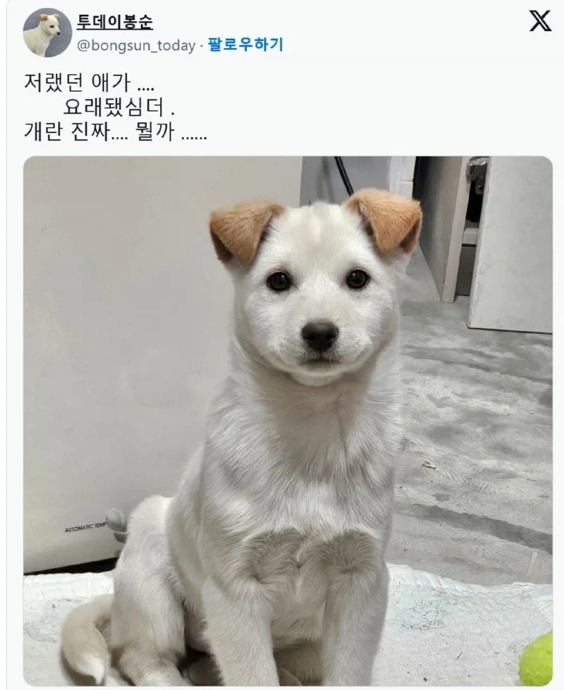 얼굴은 그대로 몸만 커진 강아지 jpg._2.webp