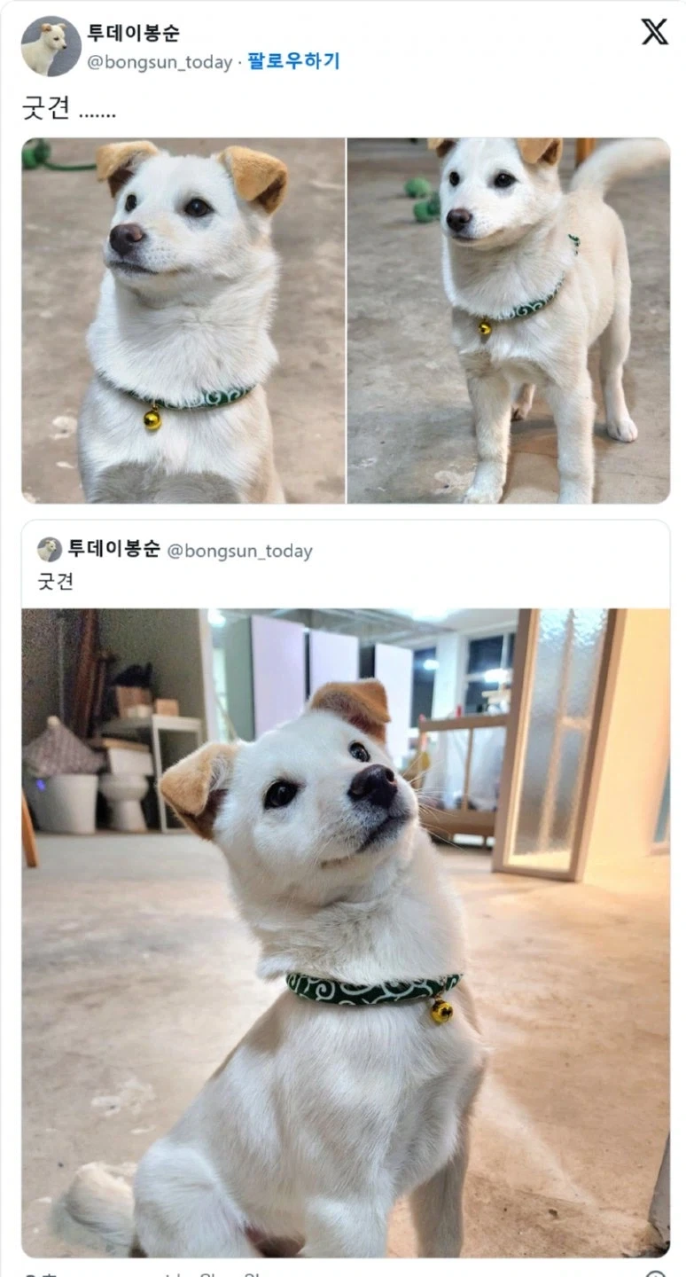 얼굴은 그대로 몸만 커진 강아지 jpg._3.webp