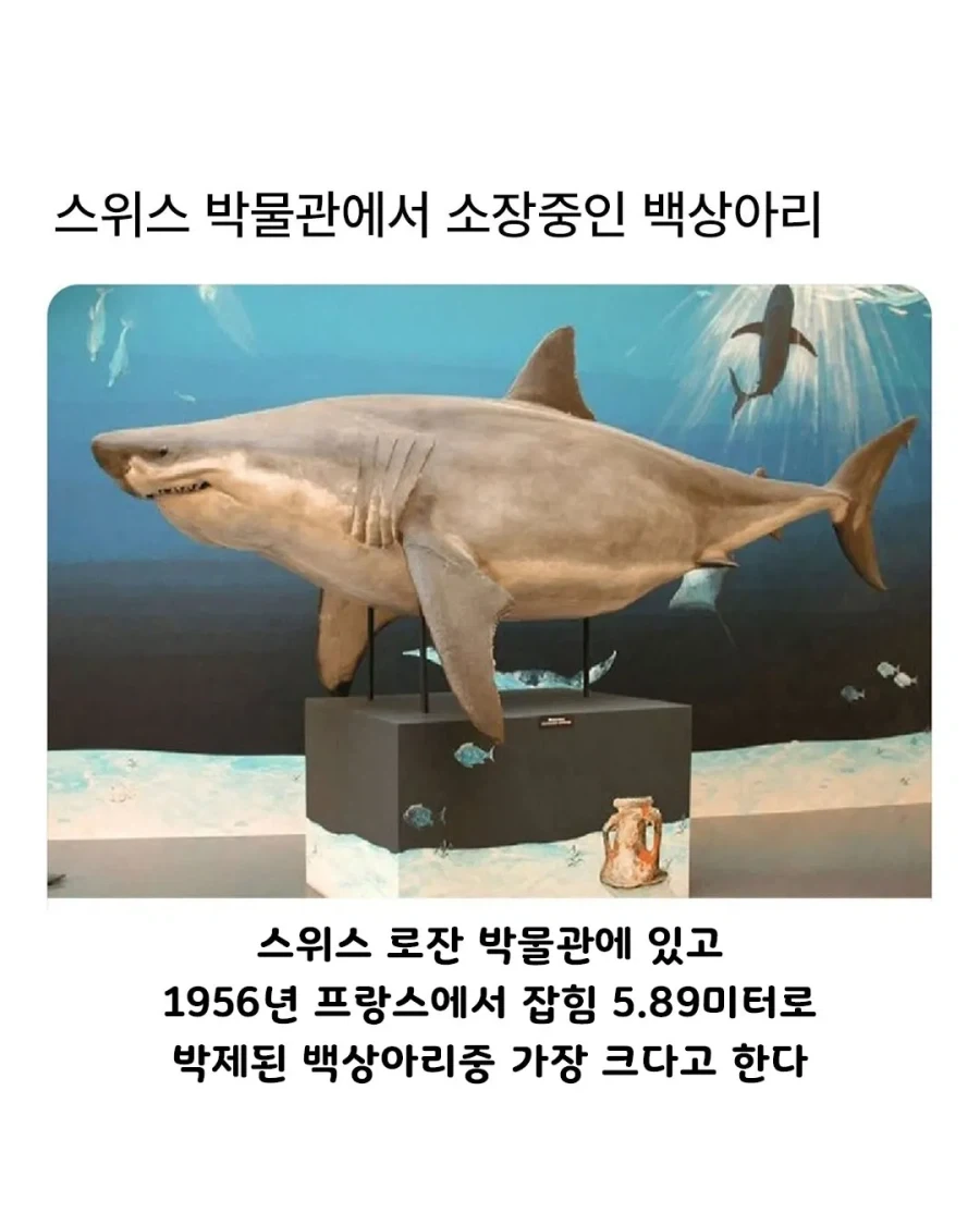 스위스 박물관에서 소장중인 백상아리의 비밀.jpg_1.webp