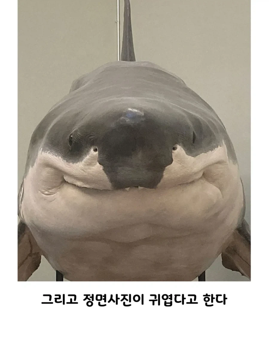 스위스 박물관에서 소장중인 백상아리의 비밀.jpg_2.webp