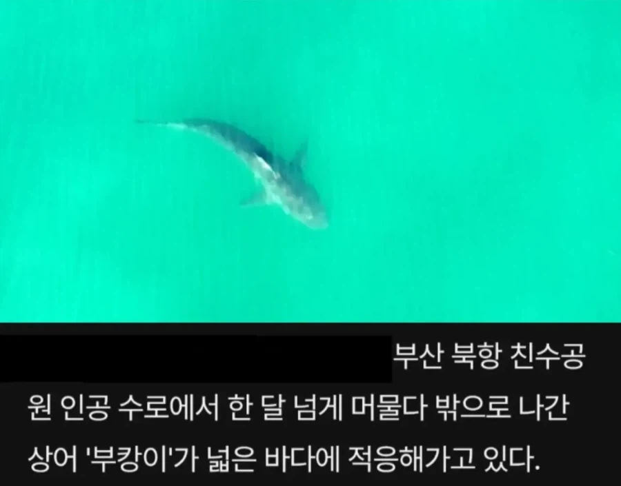 부캉이 내보내자마자 새로 나타난 부칸이ㄷㄷ_1.webp