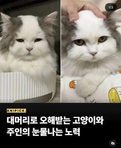 대머리로 오해받는 고양이_1.webp
