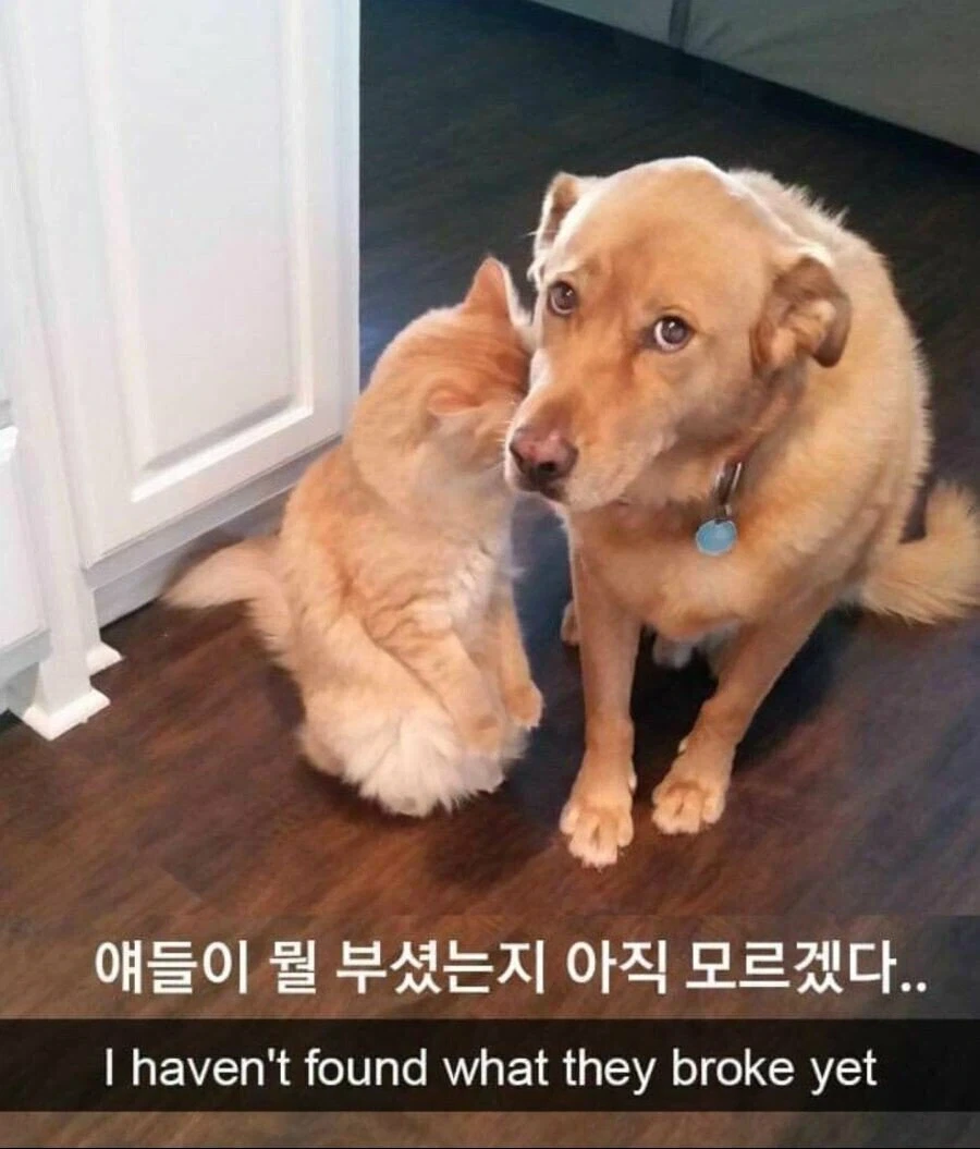 독거 직장인이 애완동물 키우면 자주 겪는 일_1.webp