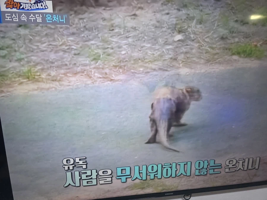 부캉이는 서비스종료다.._1.webp