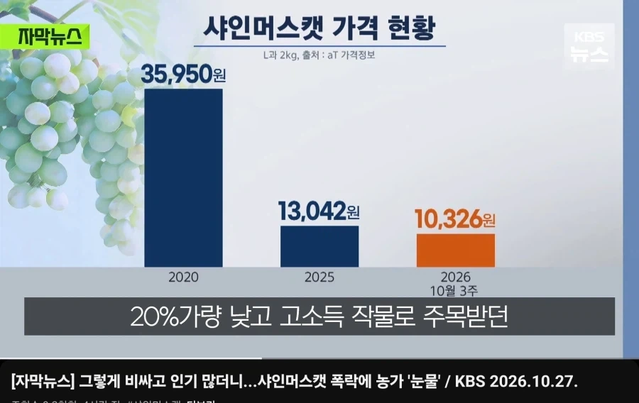 샤인머스캣 농가들 죽을상이 당연한 이유_1.webp