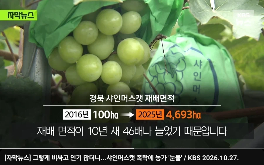 샤인머스캣 농가들 죽을상이 당연한 이유_2.webp