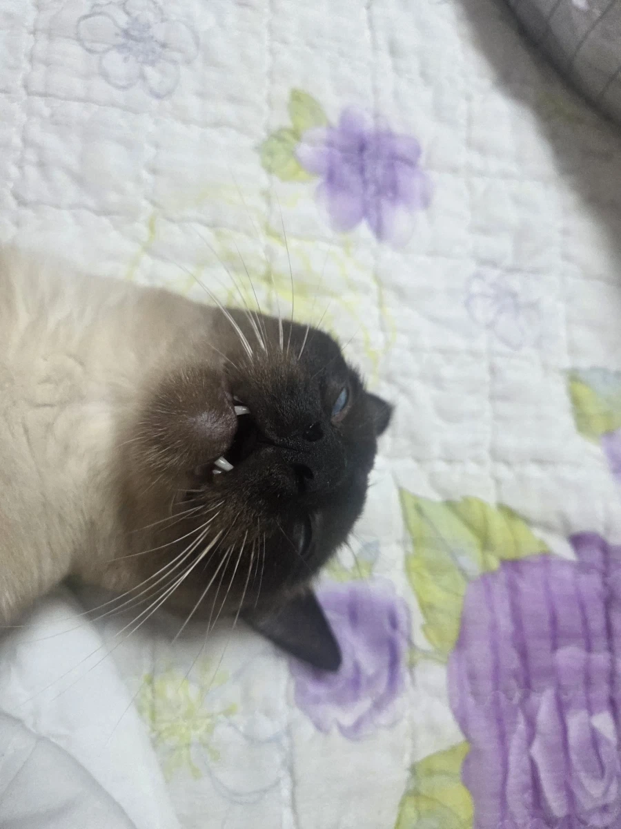 최대한 있는 힘껏 잘생긴 고양이 얼굴을 조진 사진을 찍어보자!!_1.webp