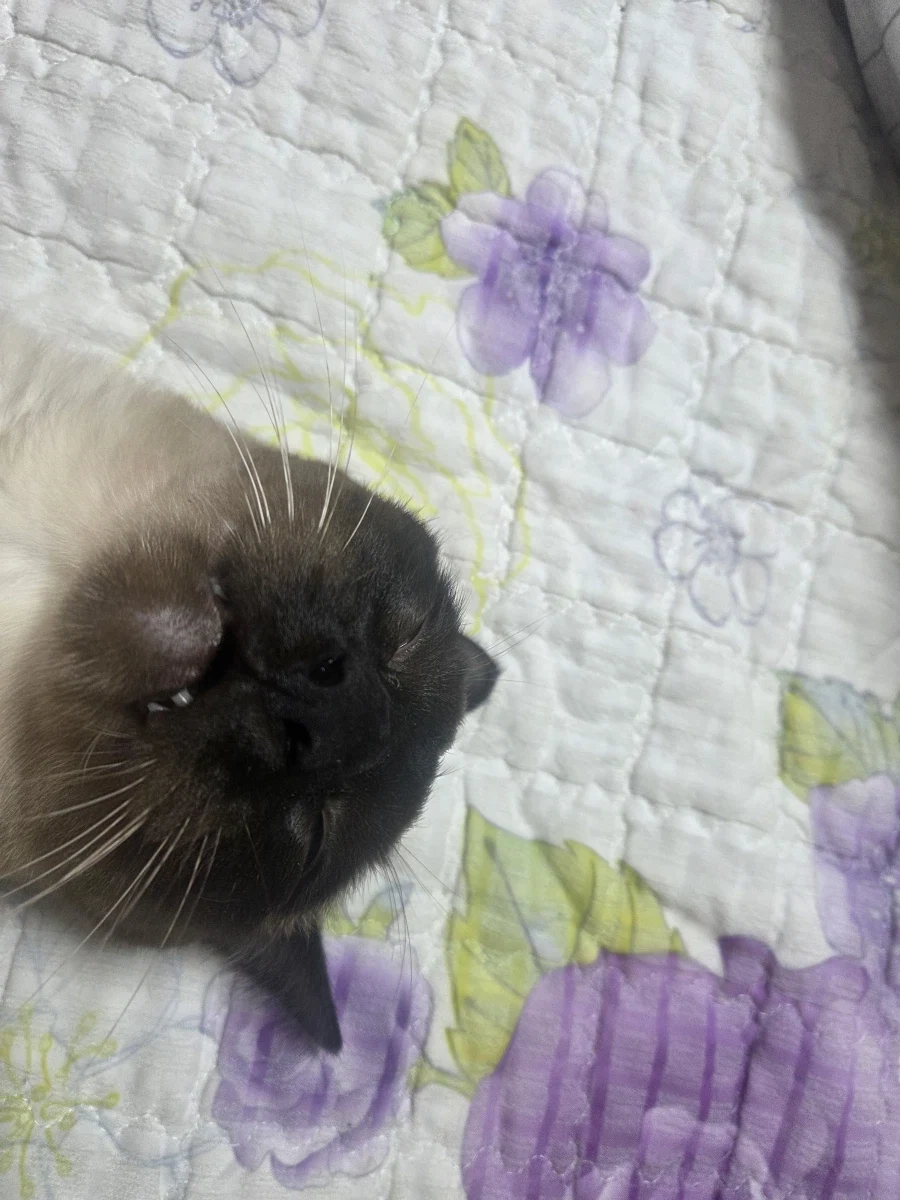 최대한 있는 힘껏 잘생긴 고양이 얼굴을 조진 사진을 찍어보자!!_2.webp