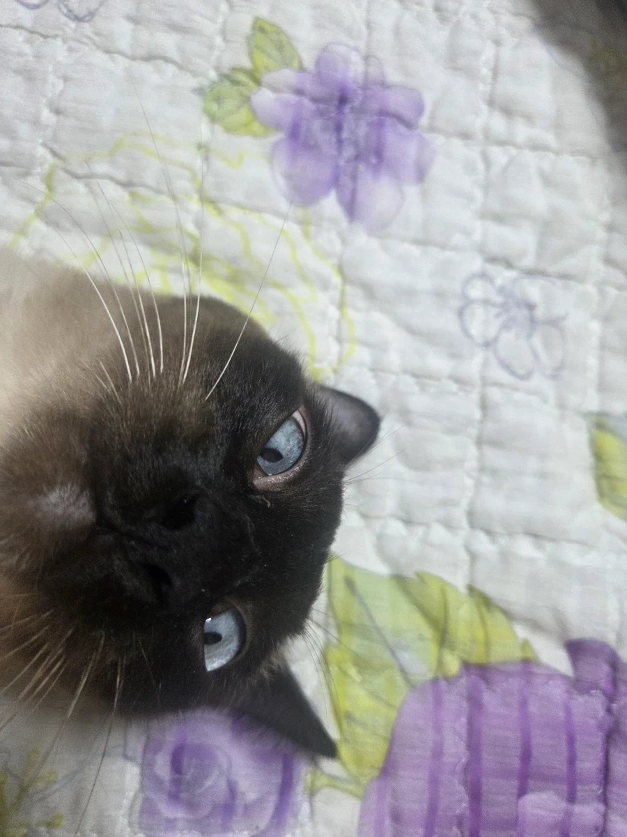 최대한 있는 힘껏 잘생긴 고양이 얼굴을 조진 사진을 찍어보자!!_4.webp