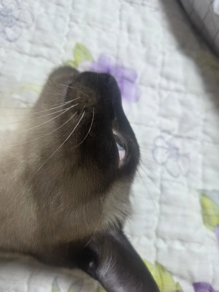 최대한 있는 힘껏 잘생긴 고양이 얼굴을 조진 사진을 찍어보자!!_5.webp