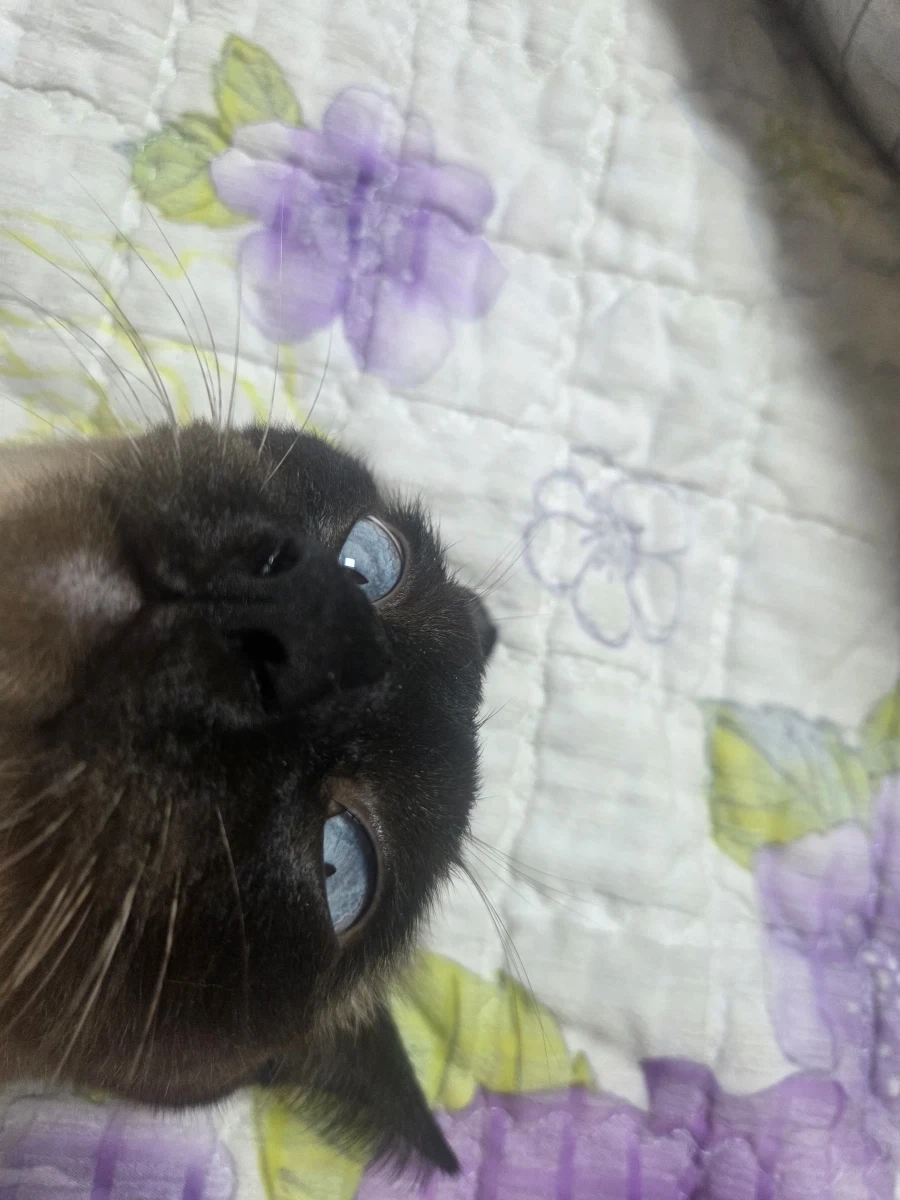 최대한 있는 힘껏 잘생긴 고양이 얼굴을 조진 사진을 찍어보자!!_7.webp