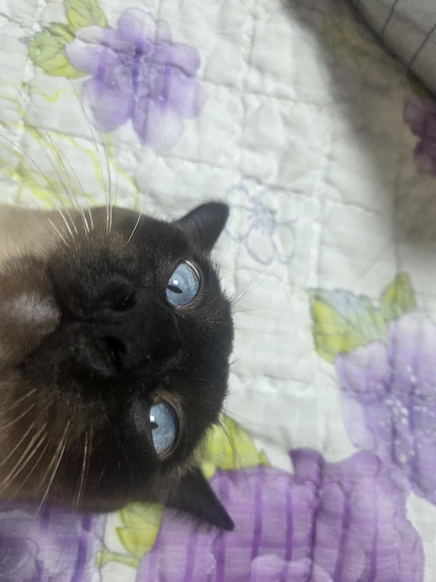 최대한 있는 힘껏 잘생긴 고양이 얼굴을 조진 사진을 찍어보자!!_8.webp