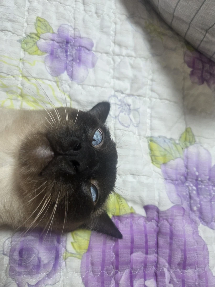 최대한 있는 힘껏 잘생긴 고양이 얼굴을 조진 사진을 찍어보자!!_9.webp