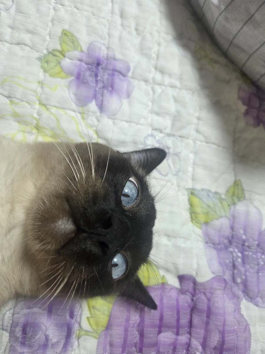 최대한 있는 힘껏 잘생긴 고양이 얼굴을 조진 사진을 찍어보자!!_10.webp