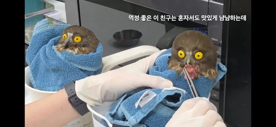 그러니까 애가 고양이고 애가 부엉이 맞죠?_1.webp