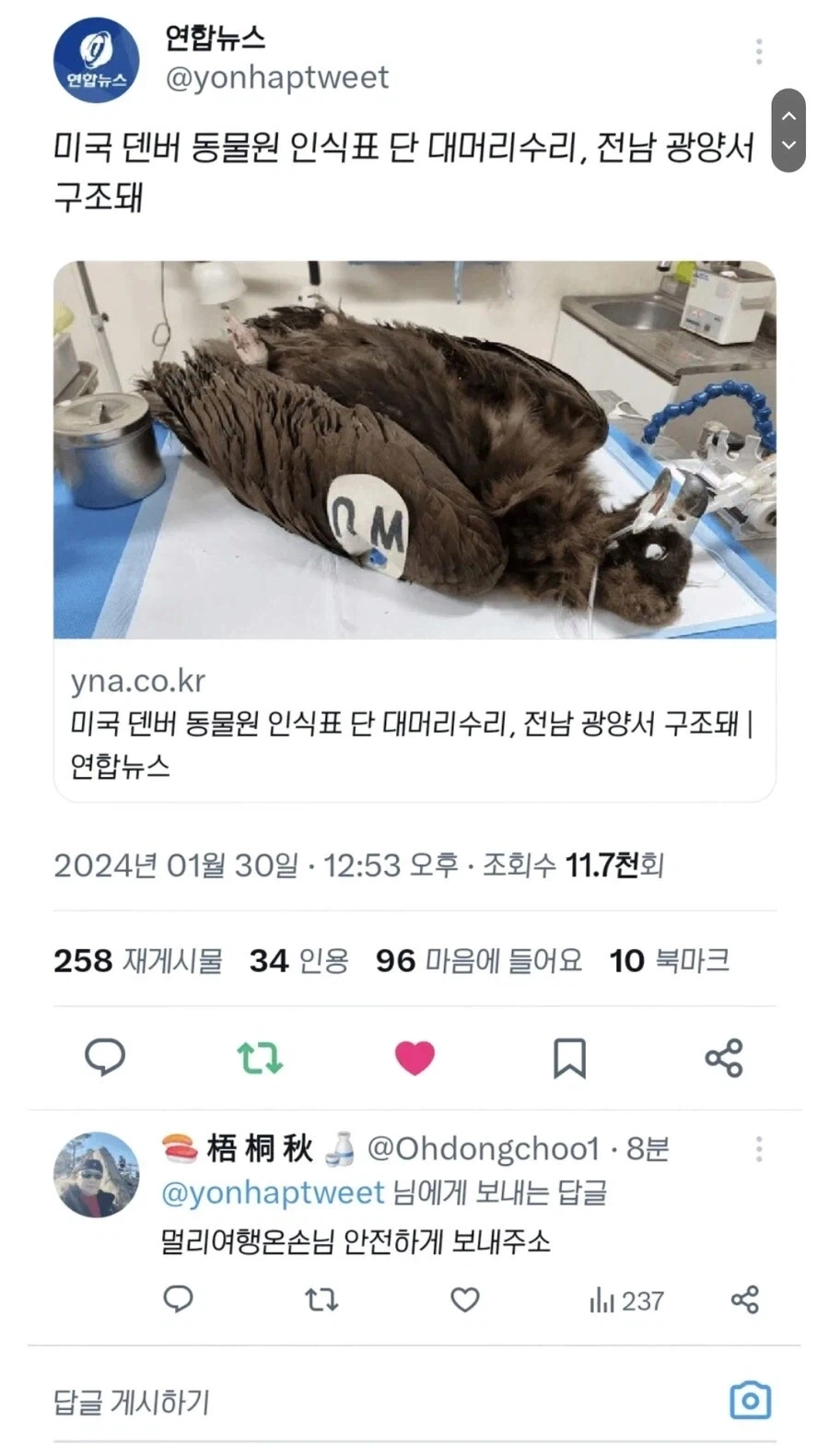 전라도에서 구조된 미국독수리.jpg_1.webp