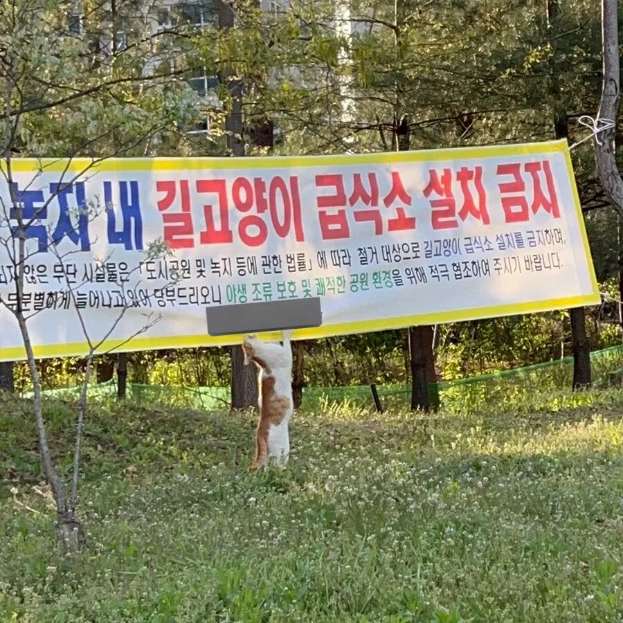 지자체 정책에 항의하는 고양이.jpg_1.webp