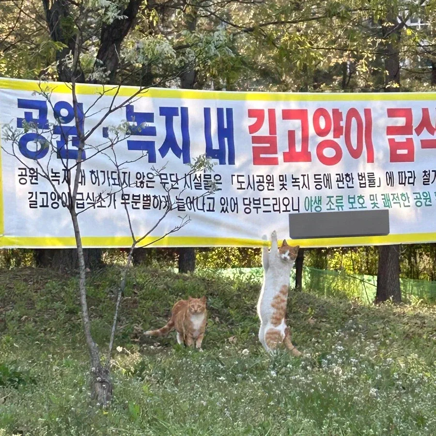 지자체 정책에 항의하는 고양이.jpg_2.webp