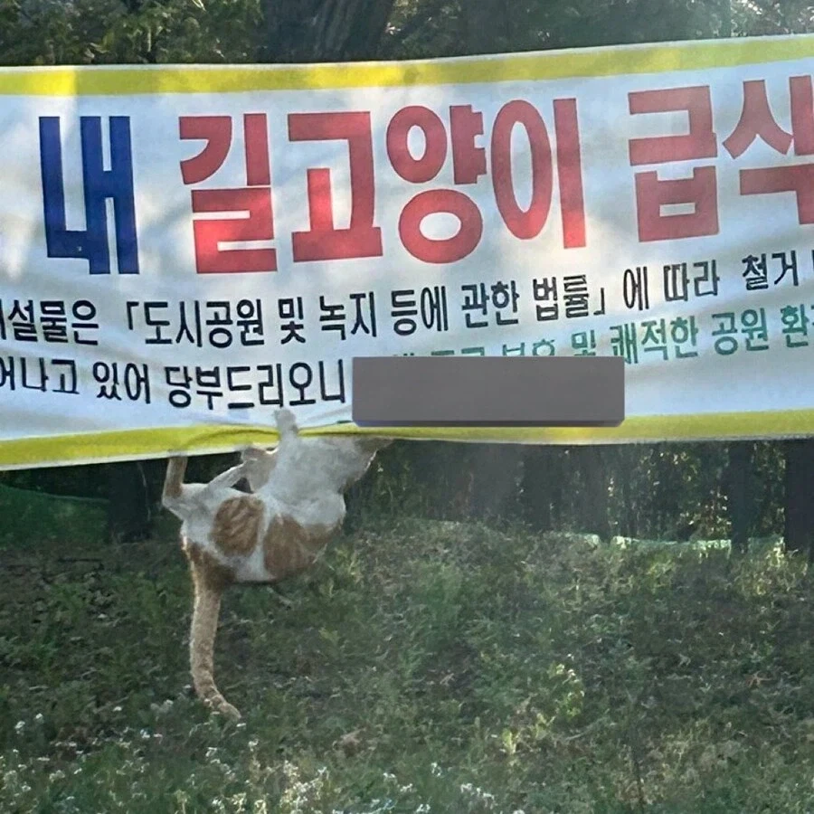 지자체 정책에 항의하는 고양이.jpg_3.webp