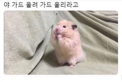 햄스터의 도발_1.webp